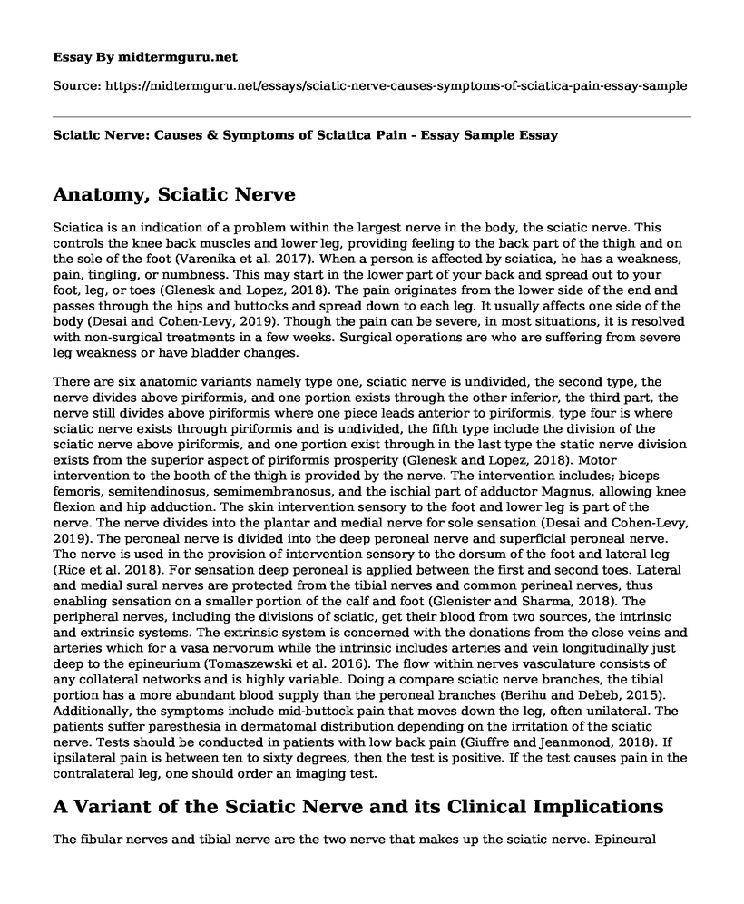 Sciatic Nerve: Causes & Symptoms of Sciatica Pain - Essay Sample